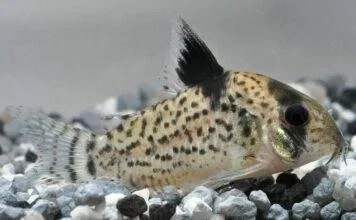 Fiche du poisson Corydoras punctatus Corydoras punctatus
