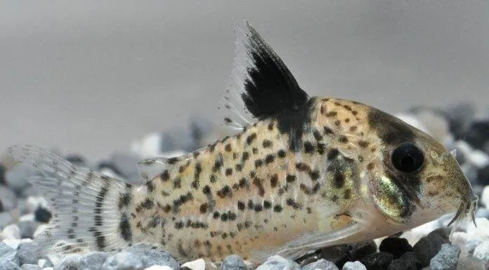 Fiche du poisson Corydoras punctatus Corydoras punctatus
