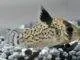 Fiche du poisson Corydoras punctatus Corydoras punctatus