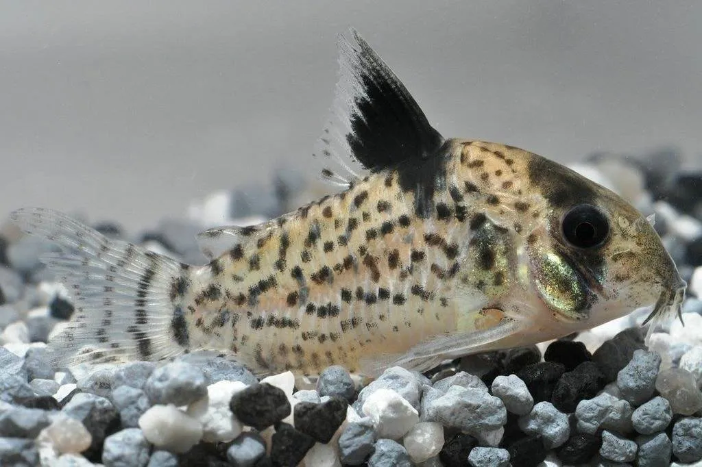 Corydoras punctatus Corydoras punctatus