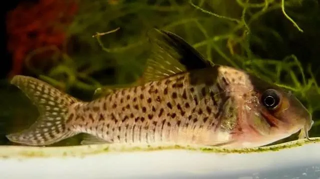 Corydoras tacheté