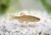 Fiche du poisson Danio rerio (Poisson zèbre) Danio rerio