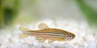 Danio rerio
