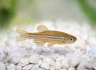 Fiche du poisson Danio rerio (Poisson zèbre) Danio rerio