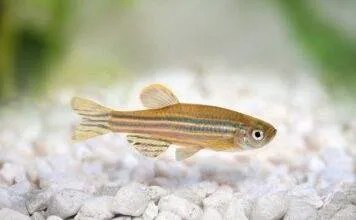 Fiche du poisson Danio rerio (Poisson zèbre) Danio rerio