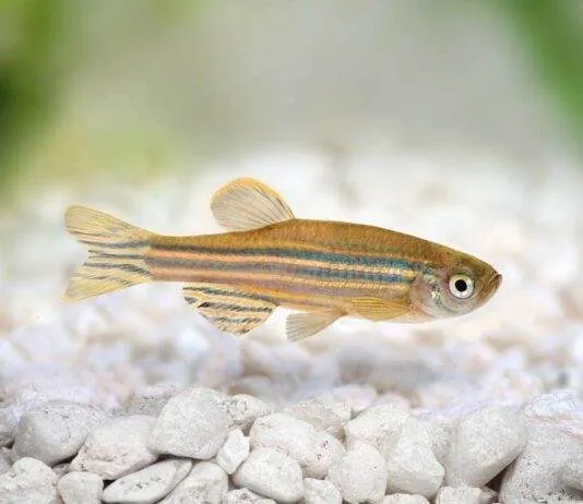 Danio rerio