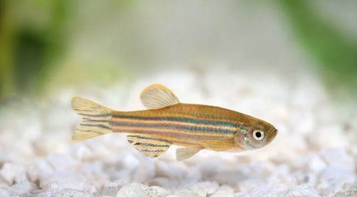 Fiche du poisson Danio rerio (Poisson zèbre) Danio rerio