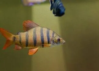 Fiche du poisson Distichodus lusosso Distichodus lusosso