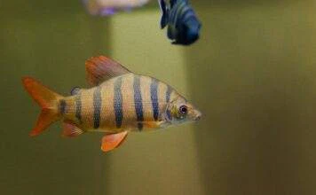 Fiche du poisson Distichodus lusosso Distichodus lusosso