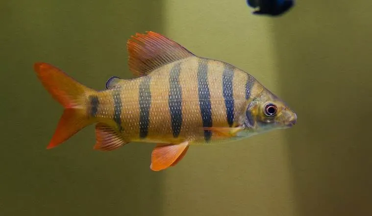 Distichodus à long nez