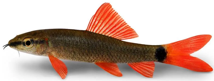 Epalzeorhynchos frenatum