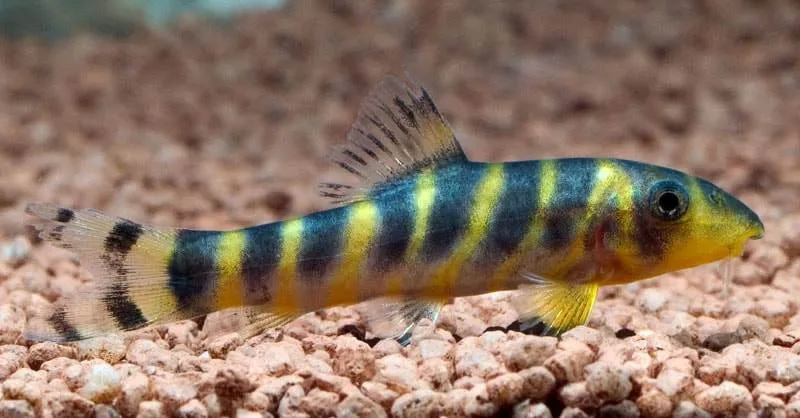 Fiche du poisson Botia dario