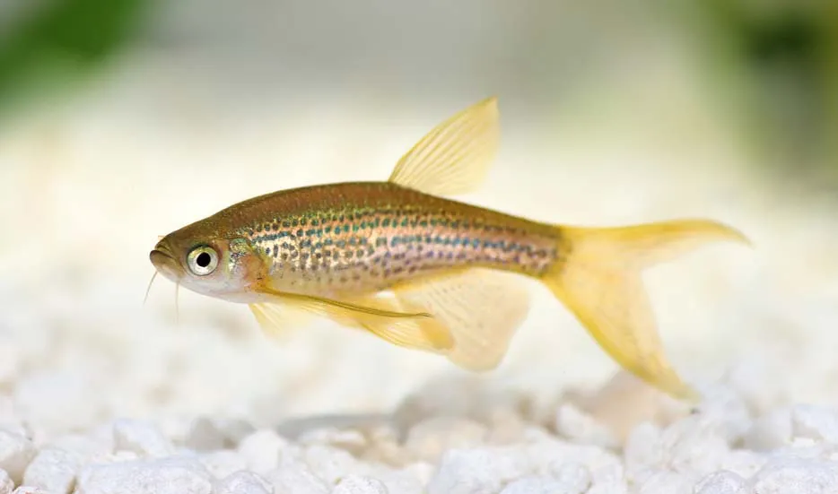 Fiche du poisson danio frankei