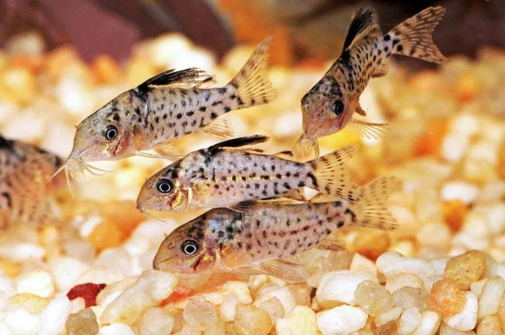 Fiche du poisson Corydoras punctatus