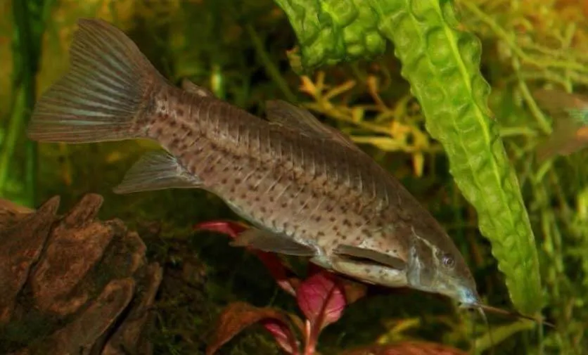 Fiche du poisson Dianema longibarbis