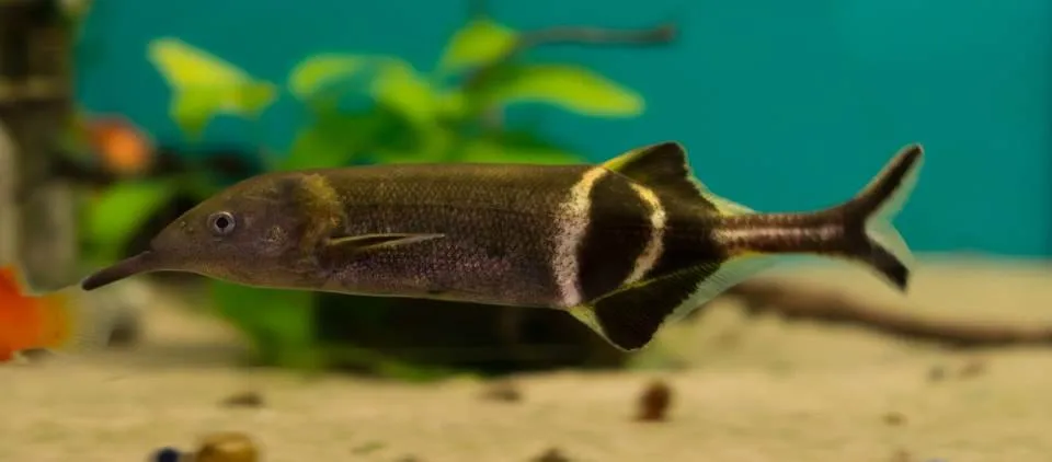 Fiche du poisson Gnathonemus petersii