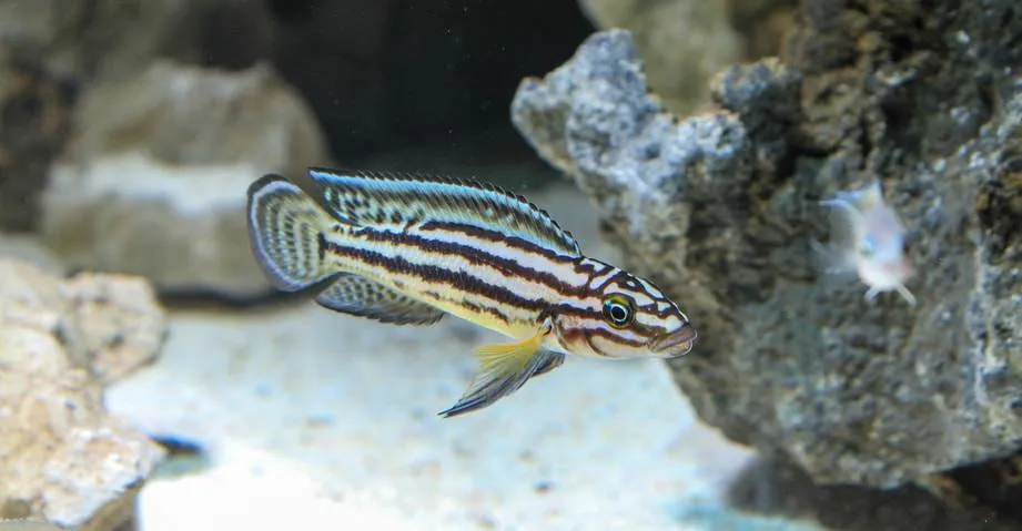 Fiche du poisson Julidochromis marlieri