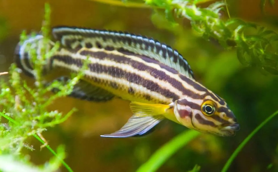Fiche du poisson Julidochromis ornatus