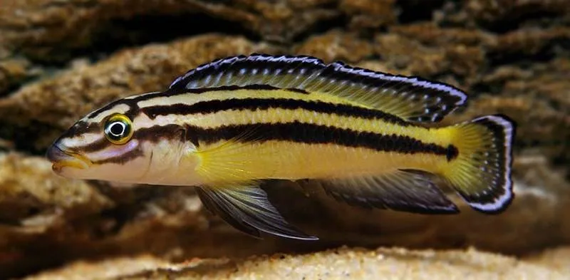 Fiche du poisson Julidochromis regani