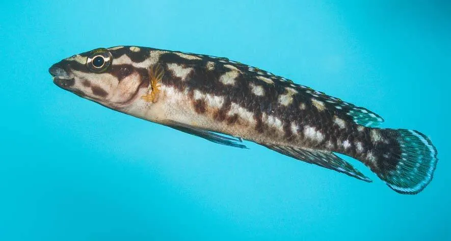 Fiche du poisson Julidochromis transcriptus