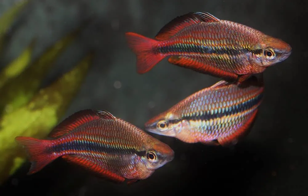Fiche du poisson Melanotaenia trifasciata