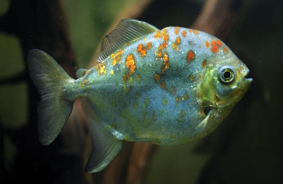 Fiche du poisson Myloplus rubripinnis