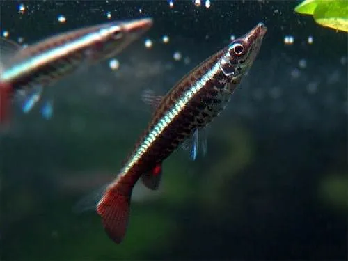 Fiche du poisson Nannobrycon eques