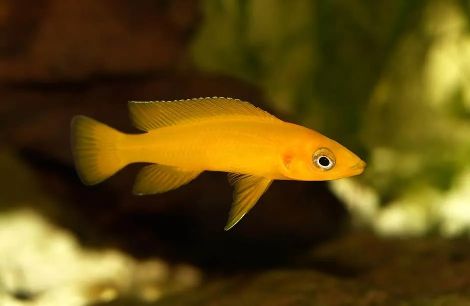 Fiche du poisson Neolamprologus leleupi
