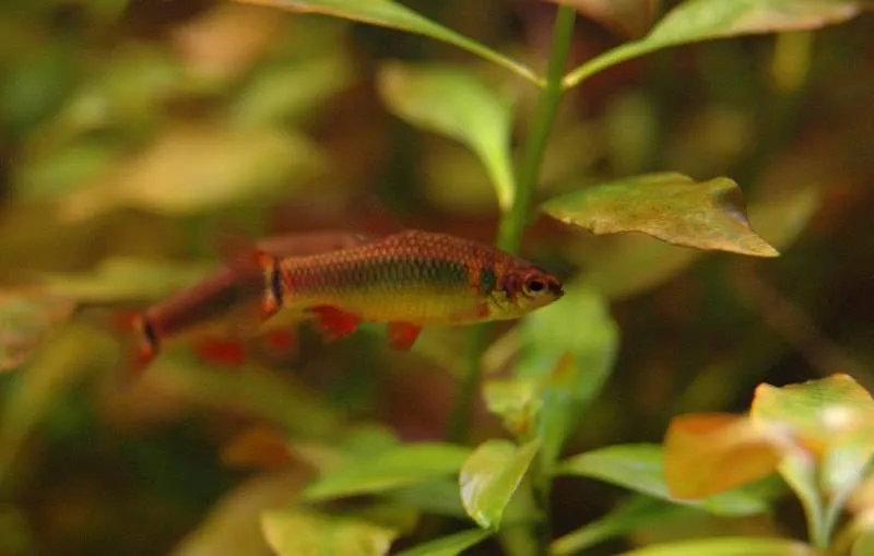 Fiche du poisson Neolebias ansorgii