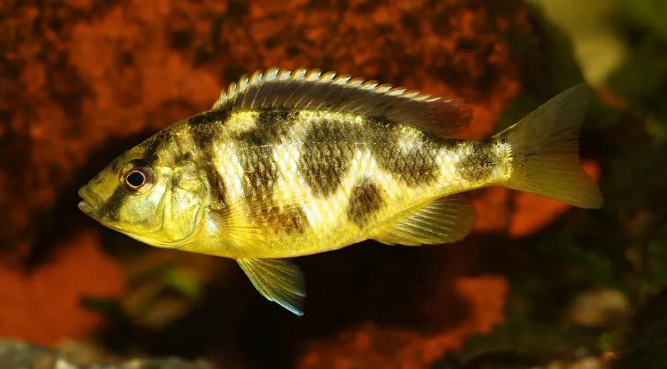 Nimbochromis venustus