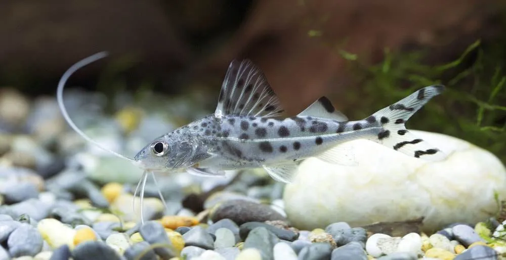 Fiche du poisson Pimelodus pictus