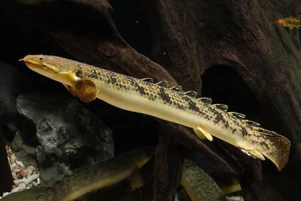 Fiche du poisson Polypterus palmas