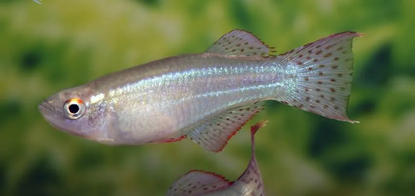 Fiche du poisson Procatopus aberrans