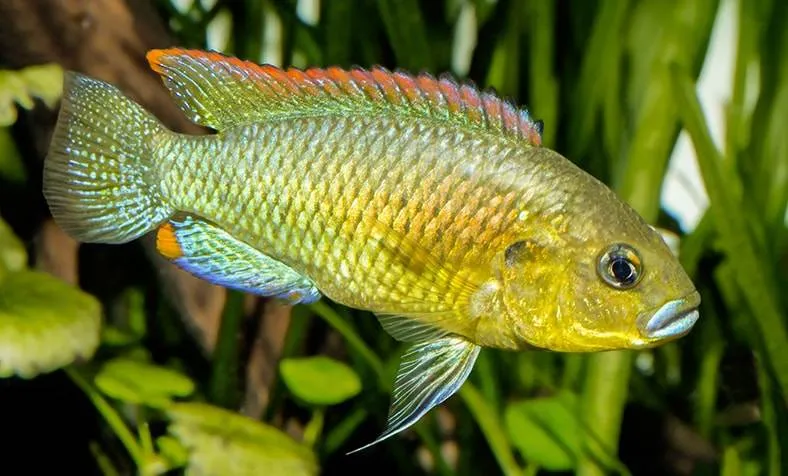 Fiche du poisson Pseudocrenilabrus philander dispersus