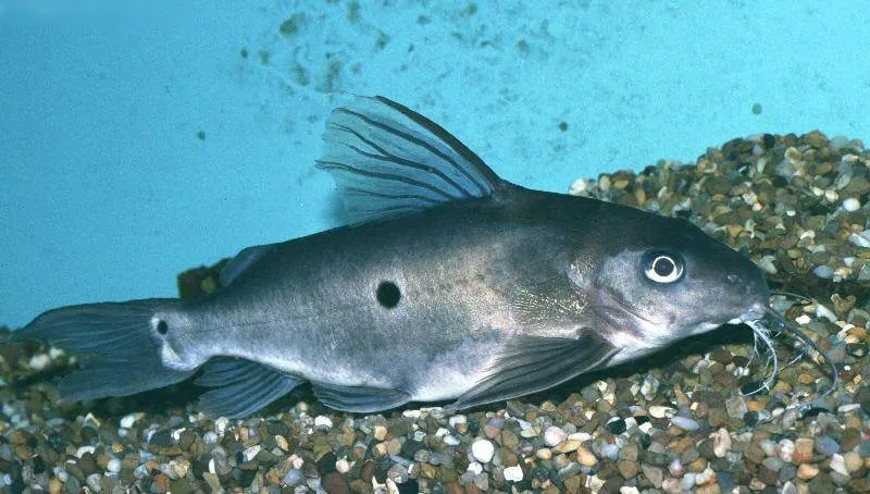 Fiche du poisson Synodontis notatus