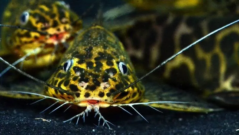 Fiche du poisson Synodontis schoutedeni