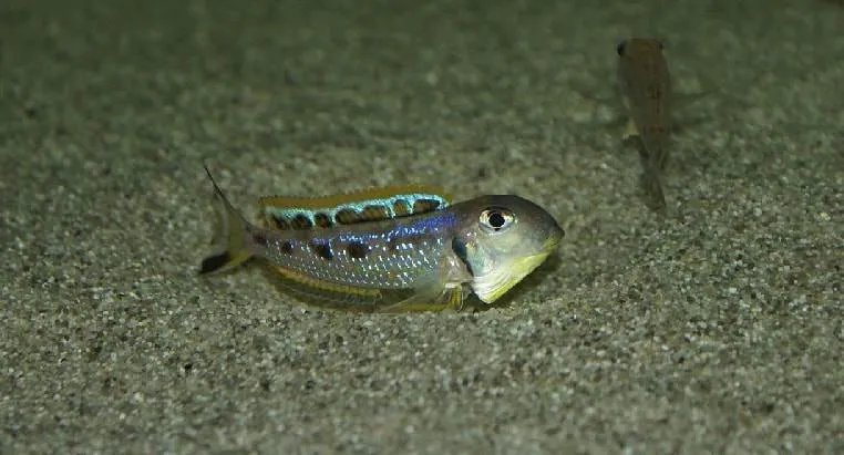 Fiche du poisson Xenotilapia ochrogenys