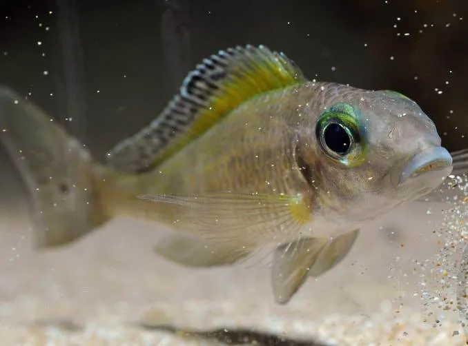 Fiche du poisson Xenotilapia spilopterus