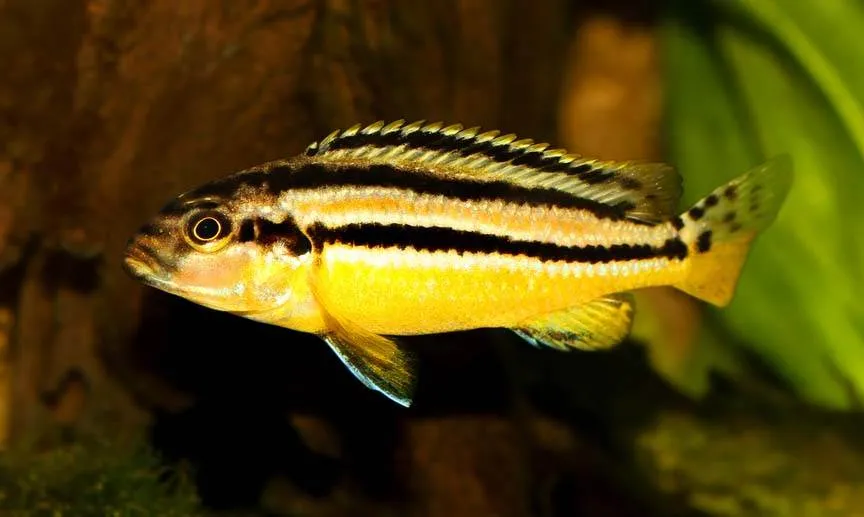 Frappeur de pierre du Malawi