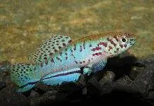 Fiche du poisson Fundulopanchax filamentosus Fundulopanchax filamentosus