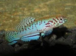 Fundulopanchax filamentosus