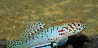 Fundulopanchax filamentosus