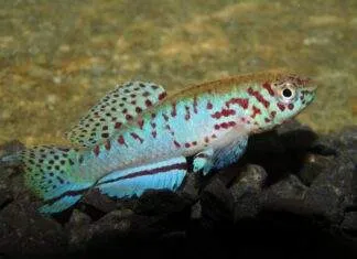 Fiche du poisson Fundulopanchax filamentosus Fundulopanchax filamentosus