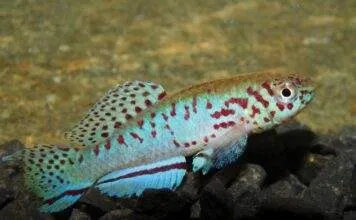 Fundulopanchax filamentosus