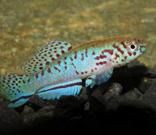 Fundulopanchax filamentosus