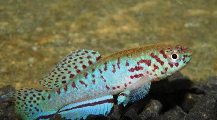 Fundulopanchax filamentosus