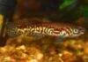 Fiche du poisson Fundulopanchax puerzli Fundulopanchax puerzli