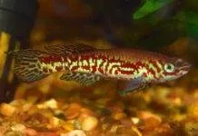 Fundulopanchax puerzli