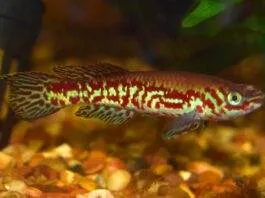 Fundulopanchax puerzli