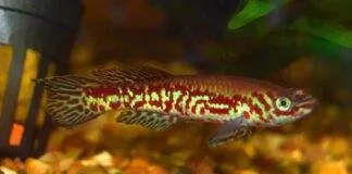 Fundulopanchax puerzli